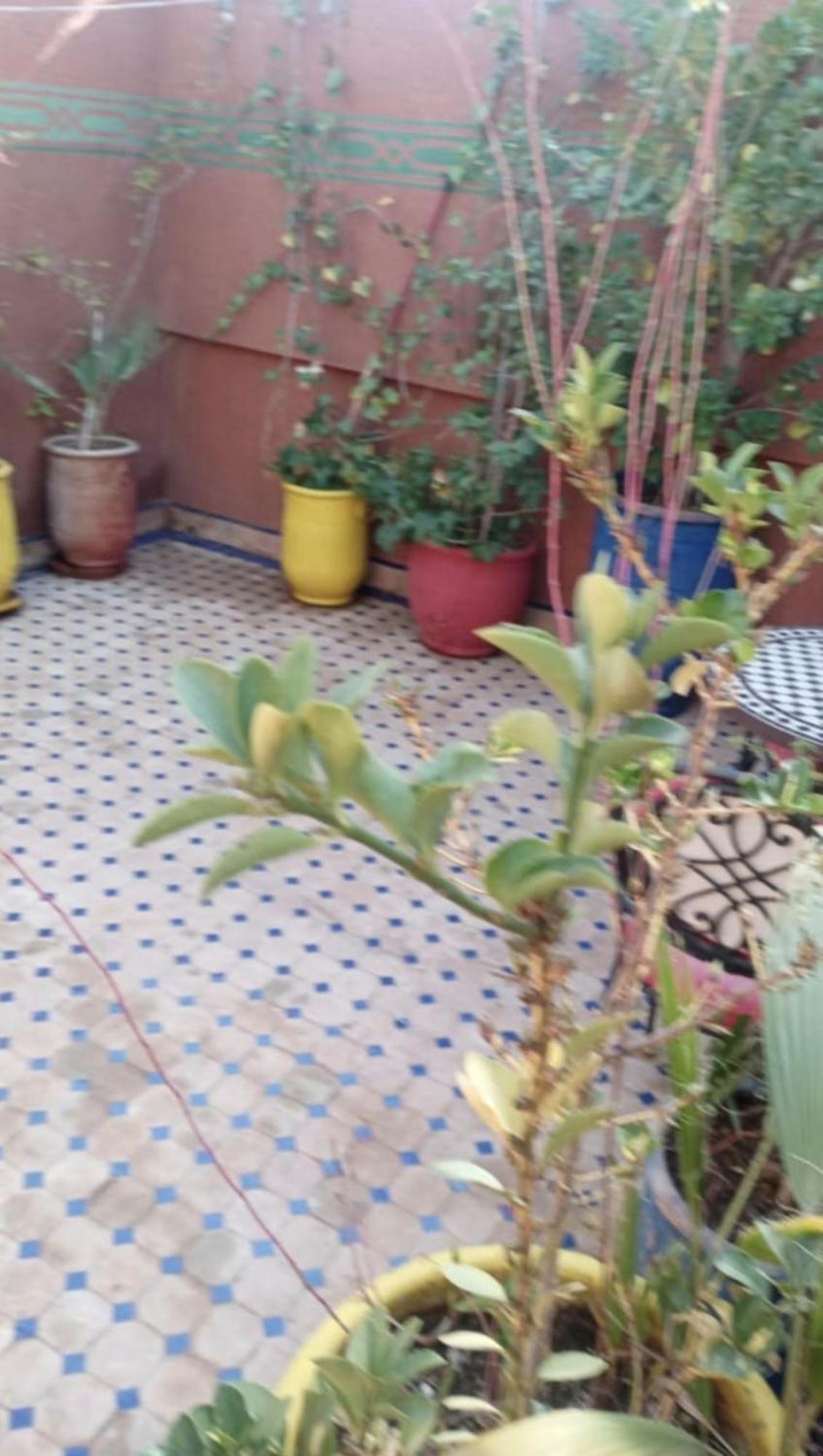 Charmant Riad Au Coeur De Marrakech Marrakesh Esterno foto